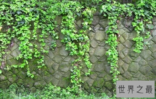 吸甲醛的植物,原来它不但可以美容还能吸收甲醛。