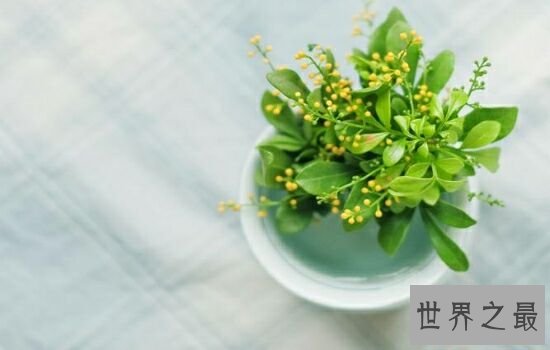 净化空气的植物,摆放放在家里也是一件不错的事情。