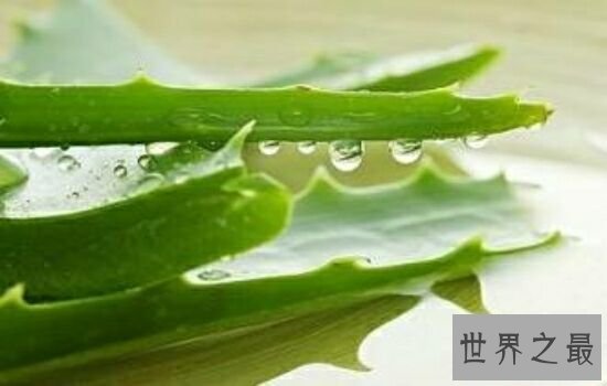 净化空气的植物,摆放放在家里也是一件不错的事情。