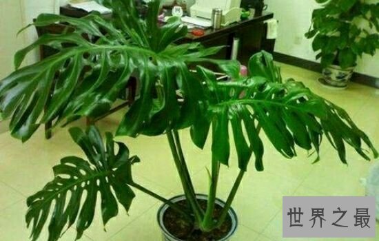 净化空气的植物,摆放放在家里也是一件不错的事情。