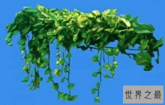 净化空气的植物,摆放放在家里也是一件不错的事情。