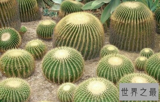 净化空气的植物,摆放放在家里也是一件不错的事情。