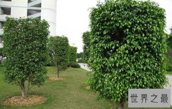 净化空气的植物,摆放放在家里也是一件不错的事情。