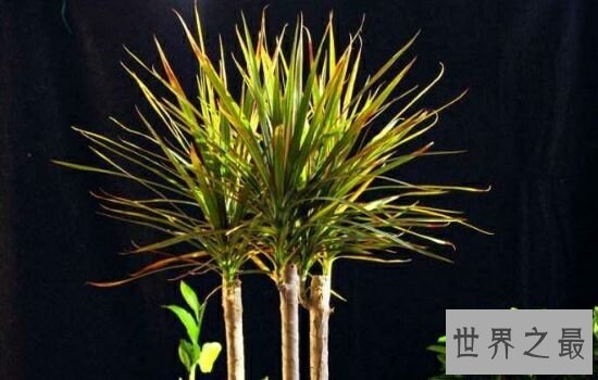 净化空气的植物,摆放放在家里也是一件不错的事情。