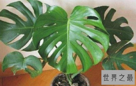 适合室内养的植物,放在自己的家里绝对是更加的温馨。
