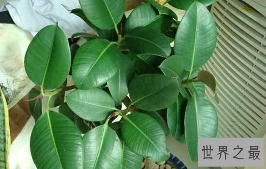 适合室内养的植物,放在自己的家里绝对是更加的温馨。