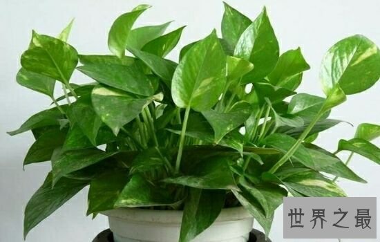 适合室内养的植物,放在自己的家里绝对是更加的温馨。