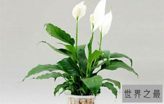 适合室内养的植物,放在自己的家里绝对是更加的温馨。