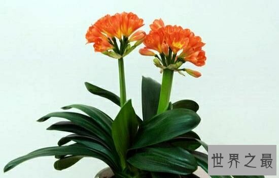 适合室内养的植物,放在自己的家里绝对是更加的温馨。
