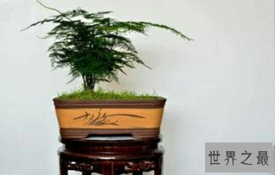 适合室内养的植物,放在自己的家里绝对是更加的温馨。