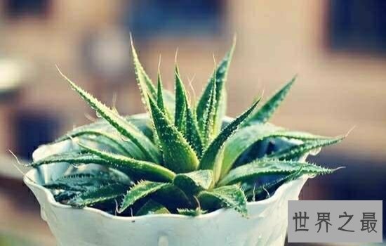 适合室内养的植物,放在自己的家里绝对是更加的温馨。