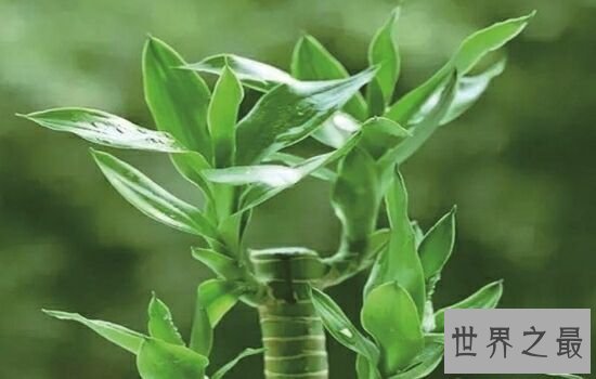 适合室内养的植物,放在自己的家里绝对是更加的温馨。