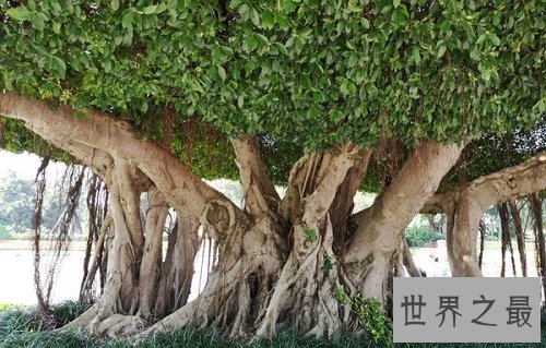 世界上最大的树冠,一棵树秒杀整片森林!