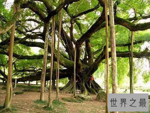 世界上最大的树冠,一棵树秒杀整片森林!