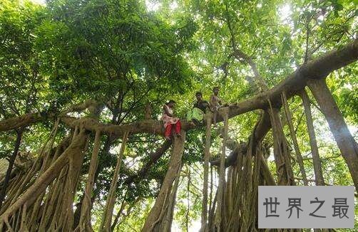 世界上最大的树冠,一棵树秒杀整片森林!