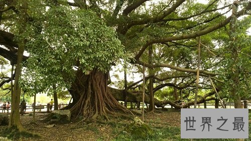 世界上最大的树冠,一棵树秒杀整片森林!