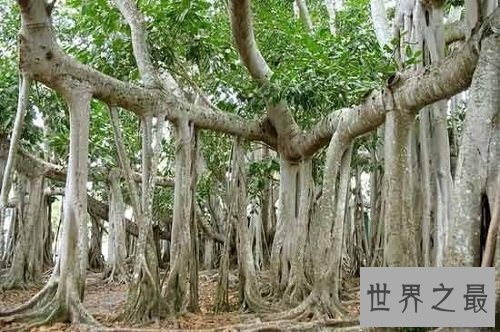 世界上最大的树冠,一棵树秒杀整片森林!