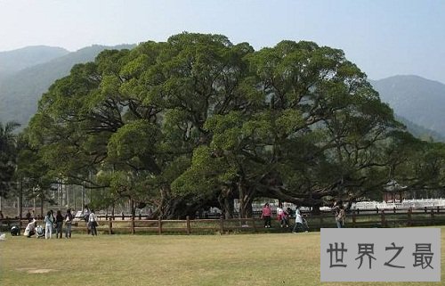 世界上最大的树冠,一棵树秒杀整片森林!