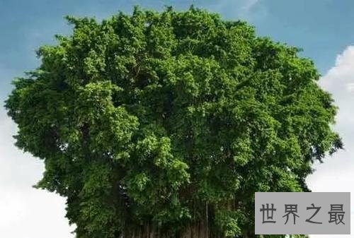世界上最大的树冠,一棵树秒杀整片森林!