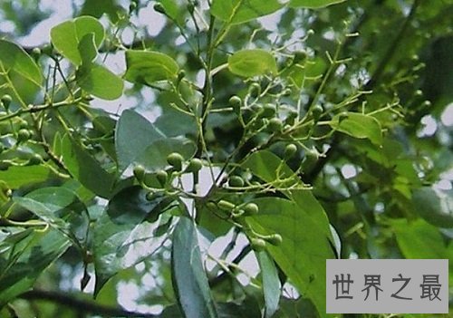 世界上最不怕火烧的树木,独一无二的它怎么做到的呢?