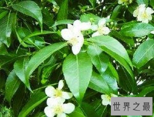世界上最不怕火烧的树木,独一无二的它怎么做到的呢?