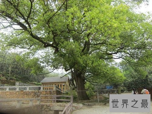 世界上最不怕火烧的树木,独一无二的它怎么做到的呢?