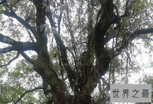 世界上最不怕火烧的树木,独一无二的它怎么做到的呢?