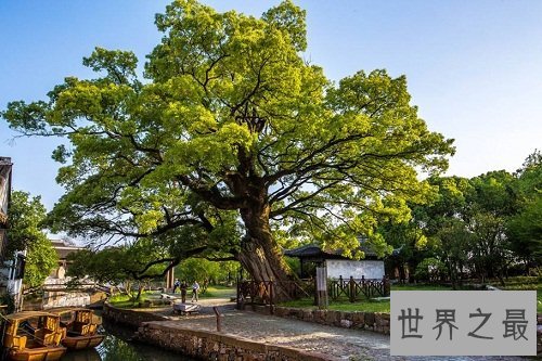 世界上最不怕火烧的树木,独一无二的它怎么做到的呢?