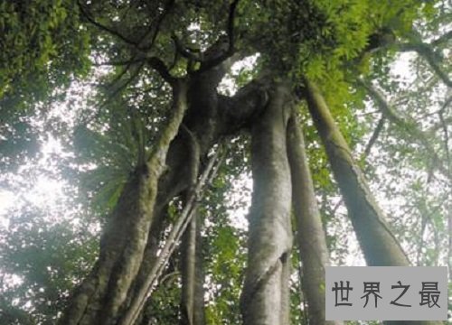 世界上最不怕火烧的树木,独一无二的它怎么做到的呢?