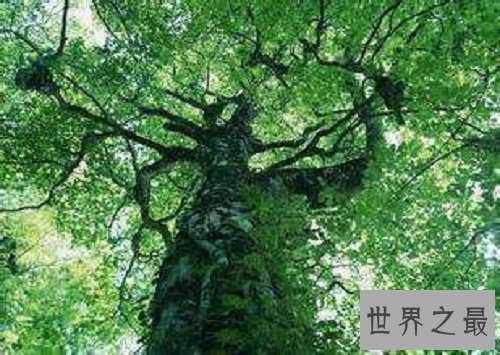 世界上最不怕火烧的树木,独一无二的它怎么做到的呢?