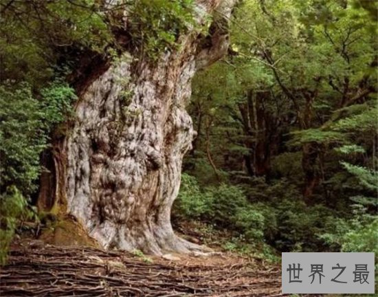 十大千年古树,盘点世界上现存的那些神树!