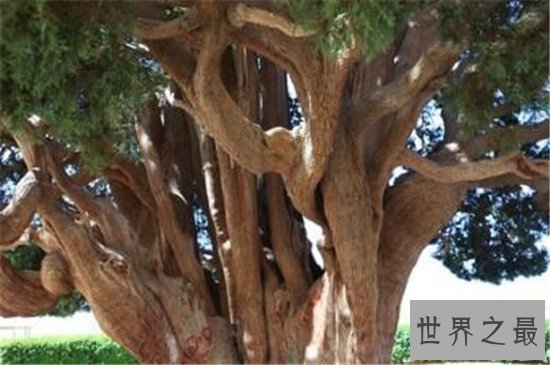十大千年古树,盘点世界上现存的那些神树!