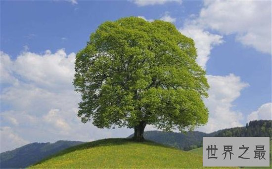 十大千年古树,盘点世界上现存的那些神树!