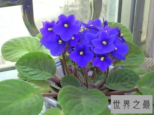 净化空气的植物排名,芦荟不仅能美容还能净化空气