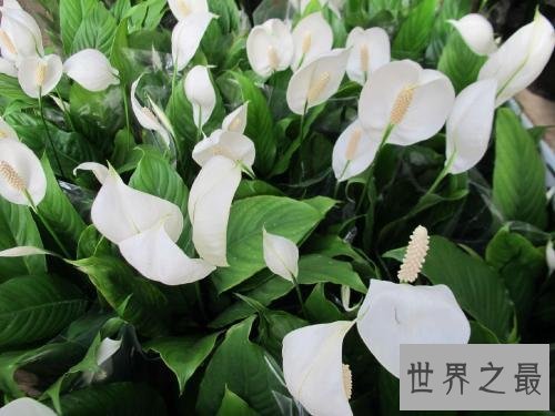 净化空气的植物排名,芦荟不仅能美容还能净化空气
