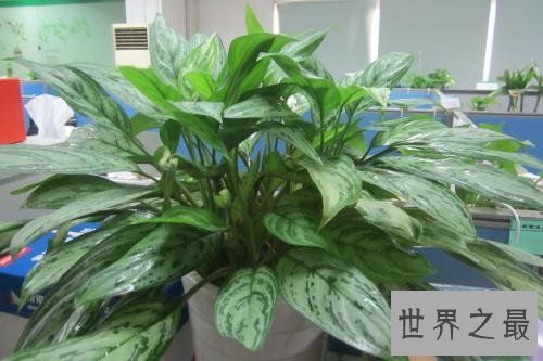 净化空气的植物排名,芦荟不仅能美容还能净化空气