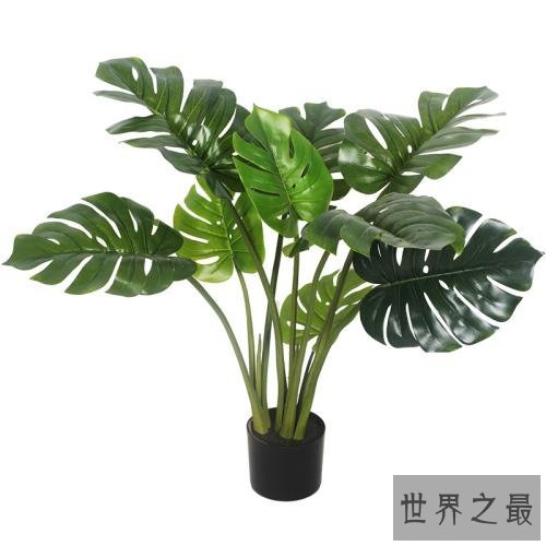 净化空气的植物排名,芦荟不仅能美容还能净化空气