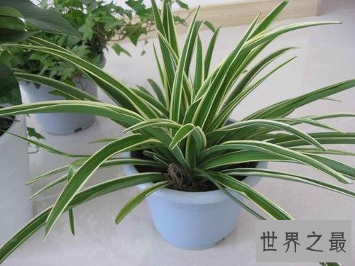 净化空气的植物排名,芦荟不仅能美容还能净化空气
