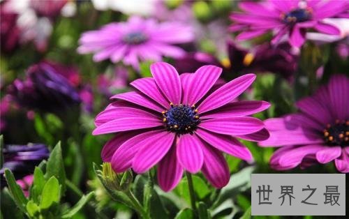 净化空气的植物排名,芦荟不仅能美容还能净化空气
