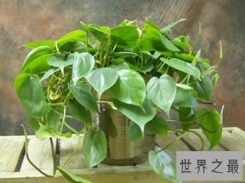 净化空气的植物排名,芦荟不仅能美容还能净化空气