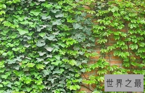 净化空气的植物排名,芦荟不仅能美容还能净化空气