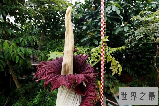尸香魔芋堪称全球最大的花之一,没有茎和叶子只有花