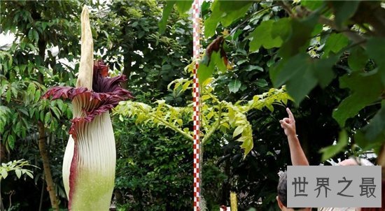 尸臭花百余年仅开60次,开花24小时后便凋谢