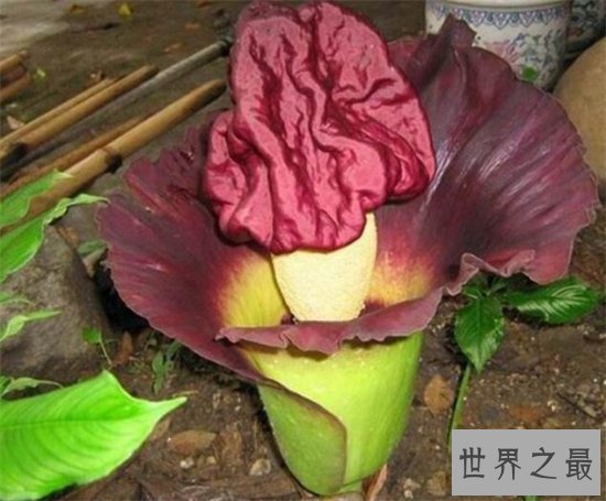 尸臭花百余年仅开60次,开花24小时后便凋谢