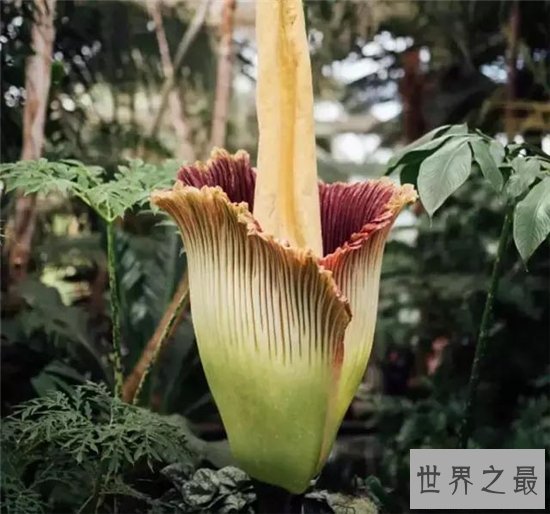 尸臭花百余年仅开60次,开花24小时后便凋谢