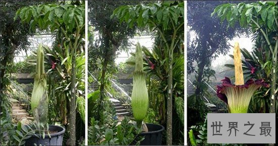 尸臭花百余年仅开60次,开花24小时后便凋谢