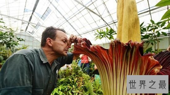 尸臭花百余年仅开60次,开花24小时后便凋谢