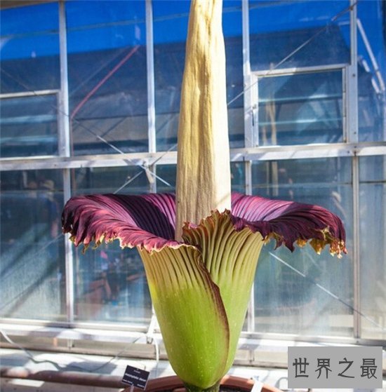 尸臭花百余年仅开60次,开花24小时后便凋谢