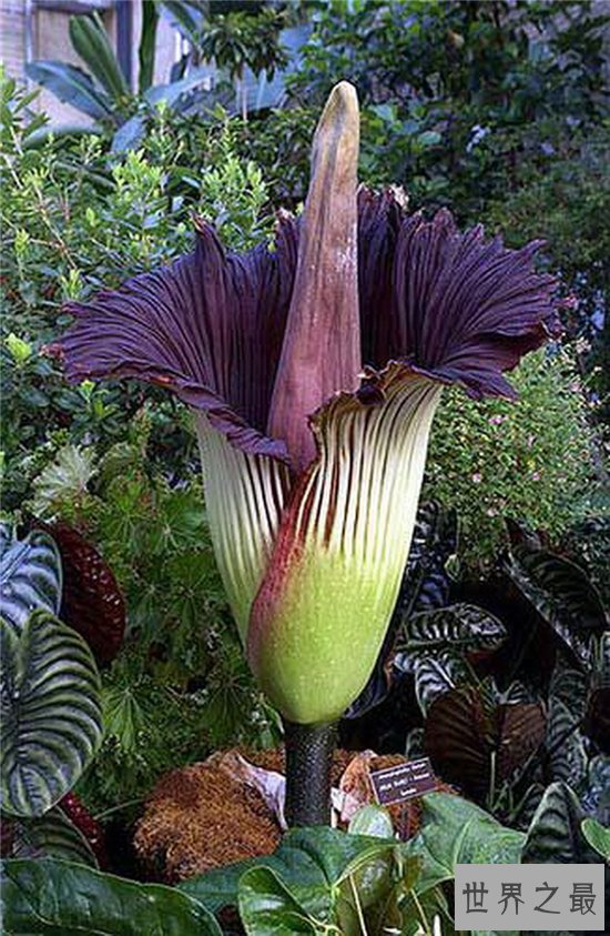 尸臭花百余年仅开60次,开花24小时后便凋谢