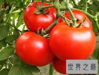 世界上最大的番茄,竟然重达8斤真的令人吃惊。
